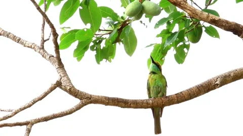 Green Bee-eater Bird Perched on Branch with Fruiting Tree Stock Footage 311529123
