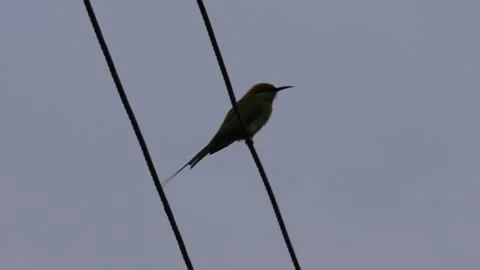 Green Bee-Eater Bird Perched on Wires Stock Footage 320017175