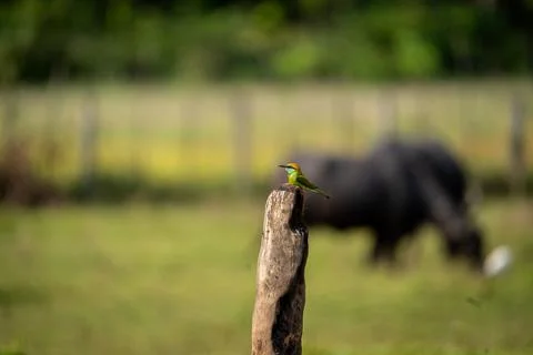 Green bee eater bird perched on wooden post with blurred buffalo in background Foto stock