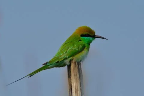 Green bee eater bird Foto stock