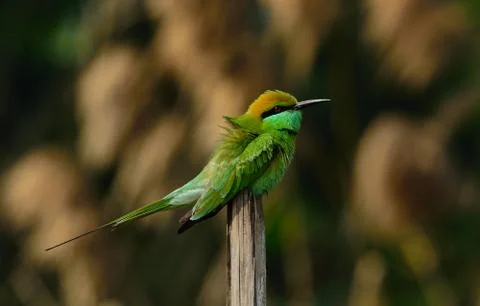 Green bee eater bird Stock Photos