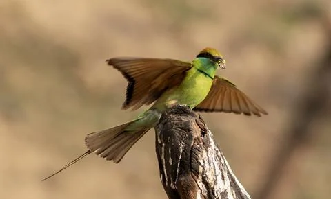 Green Bee eater bird Stock Photos
