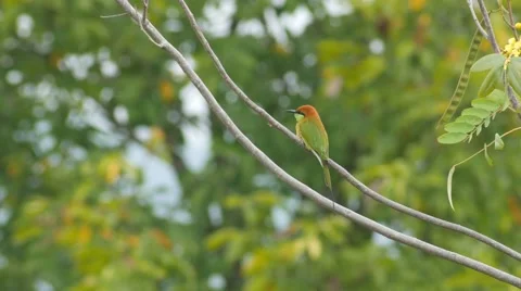 Green Bee-eater bird resting on tree branch Video stock 68441309
