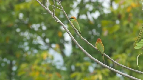 Green Bee-eater bird resting on tree branch Stock Footage 68441819