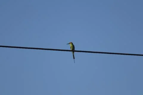 Green bee-eater bird sitting on a electric power line Foto stock