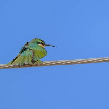 Green Bee-Eater birds perched on a branch are looking for insects to be eaten Foto stock