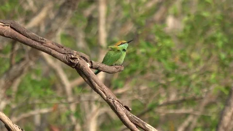 Green Bee-eater, Cambodia Stock Footage 121541796