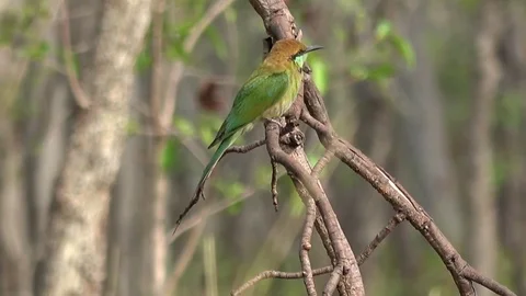 Green Bee-eater, Cambodia Stock Footage 121542186