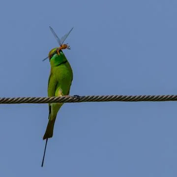 Green bee eater with catch. Stock Photos