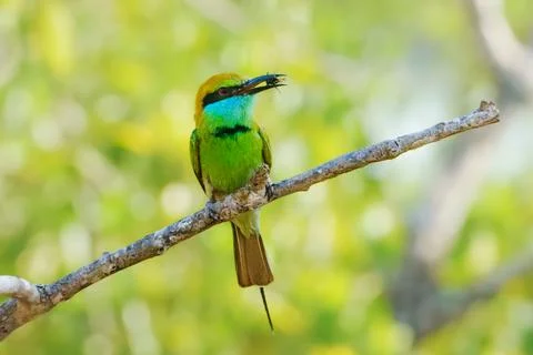 Green Bee eater closeup wild life Stock Photos