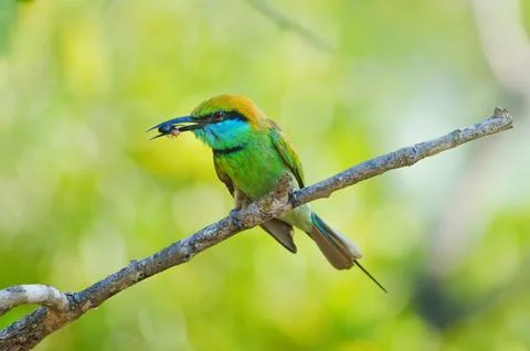 Green Bee eater closeup wild life Stock Photos