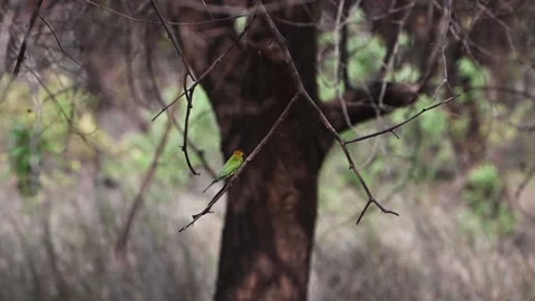 Green bee-eater on a dangling stem in Panna national park Stock Footage 335694832