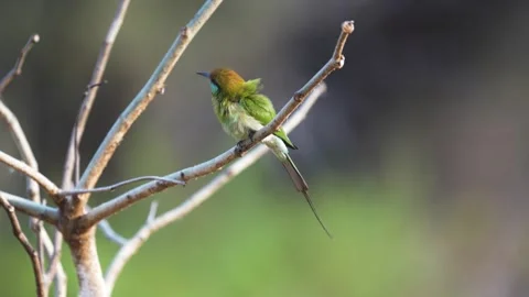 Green bee-eater in the dry summer landscape of Kanha national park Stock Footage 337238753
