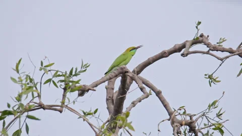 A green bee-eater eating insects while sitting on a tree branch. Stock Footage 327765942
