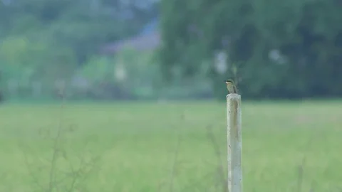 Green bee-eater feeding the offspring Stock Footage 76470773
