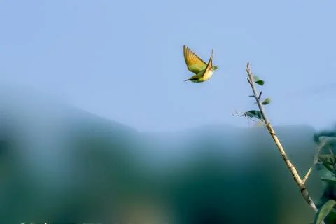 Green bee eater in flight Stock Photos