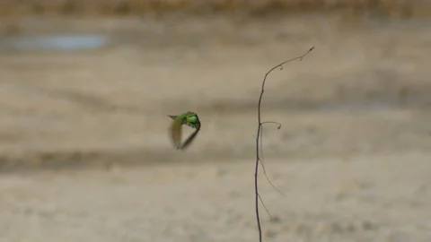 Green Bee-eater fly and return on the plant shoot Stock Footage 80924374