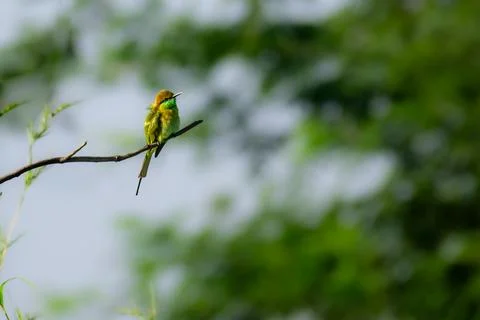 Green Bee eater in forest Foto stock