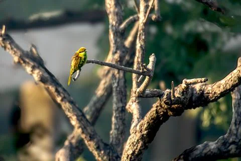 Green Bee eater in forest Stock Photos