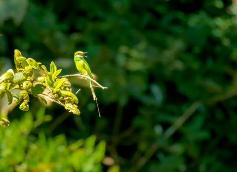 Green Bee Eater in the forest Stock Photos
