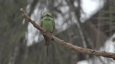 Green Bee-eater (Merops orientalis) bird on branch Stock Footage 67353318