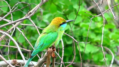 Green Bee eater (Merops orientalis) sits on tree branch, looks around, stretches Stock Footage 73807422