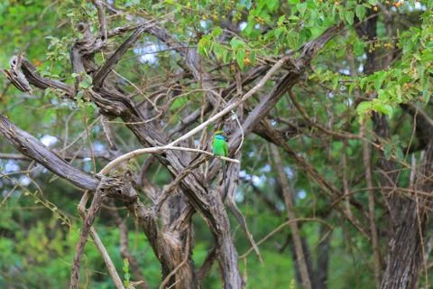Green bee-eater (Merops Orientalis) Фото