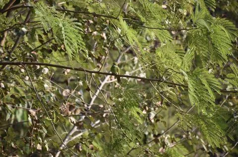 Green bee-eater (Merops orientalis) Stock Photos