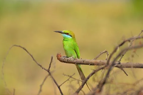 Green bee-eater, Merops orientalison a branch at Sagareshwar wildlife sanct.. Stock Photos