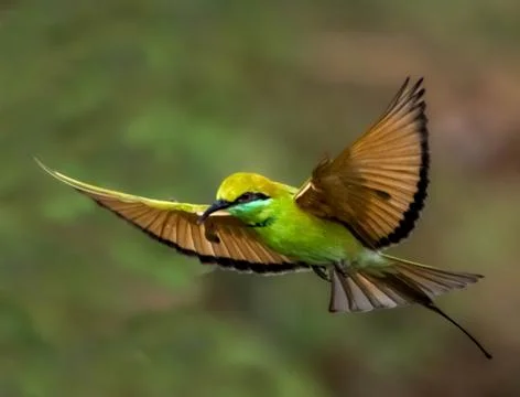 Green Bee-Eater Mid-Flight Elegance Stock Photos
