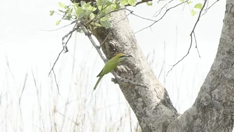 Green bee eater munching on a fire fly Stock Footage 208386069