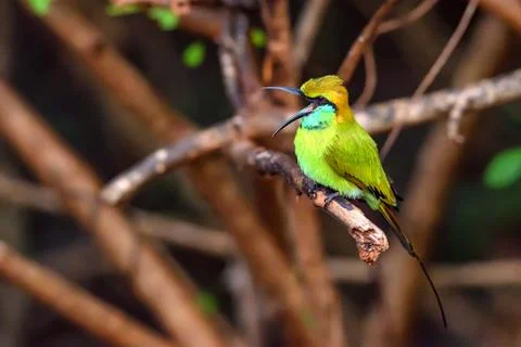 Green bee-eater or Merops orientalis 写真素材
