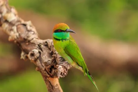 Green Bee Eater, or Merops orientalis, found Yala national Park, Sri Lanka Stock Photos