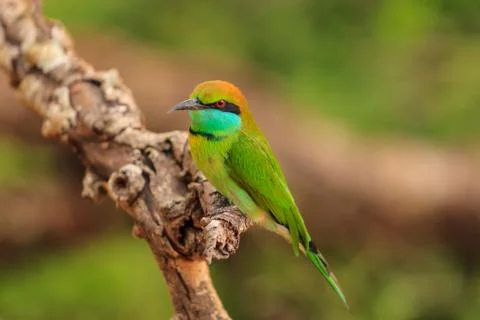 Green Bee Eater, or Merops orientalis, found Yala national Park, Sri Lanka Stock Photos