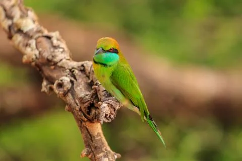 Green Bee Eater, or Merops orientalis, found Yala national Park, Sri Lanka Stock Photos