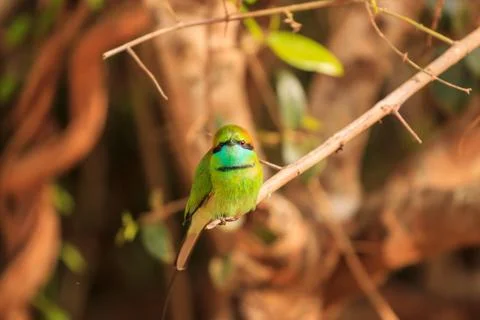 Green Bee Eater, or Merops orientalis, found Yala national Park, Sri Lanka Stock Photos