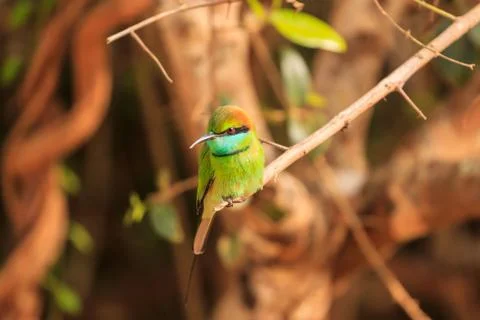 Green Bee Eater, or Merops orientalis, found Yala national Park, Sri Lanka Stock Photos
