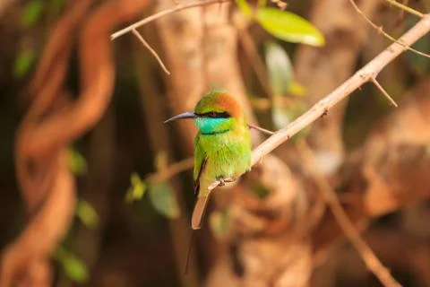 Green Bee Eater, or Merops orientalis, found Yala national Park, Sri Lanka Stock Photos