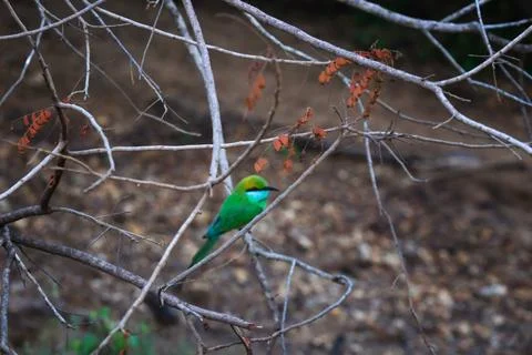 The green bee-eater or Merops orientalis in Yala National Park, Sri Lanka Stock Photos