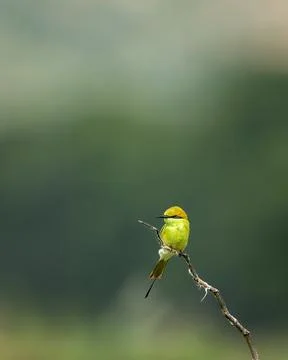 Green bee eater or Merops orientalis bird perched on branch in natural green Stock Photos