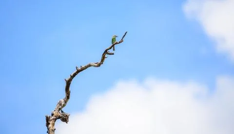 Green bee-eater perch high on a bare dry tree branch against the blue skies. Stock Photos