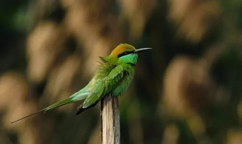 A green bee eater in a perch Stock Photos