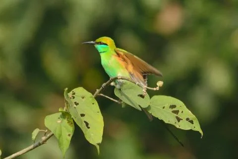 Green bee eater in perch Stock Photos