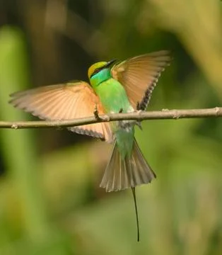 Green bee eater in perch Stock Photos