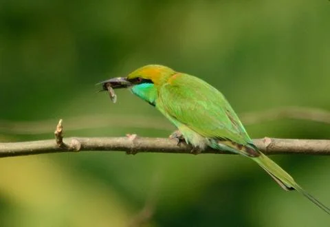 Green bee eater in perch Foto stock