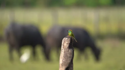 Green Bee-eater Perched on Branch Wildlife with Soft Bokeh Background 4K Stock Footage 332240619