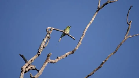 Green bee-eater perched on a dry tree in Pench national park Stock Footage 297464981