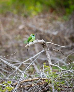 Green bee-eater is perched on a dry thorny branch in a bushy area Stock Photos