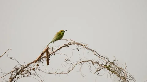 Green Bee Eater Perched at Gujarat India 01 Stock Footage 337643127