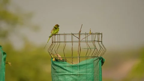 Green Bee Eater Perched at Gujarat India 02 Stock Footage 337643128